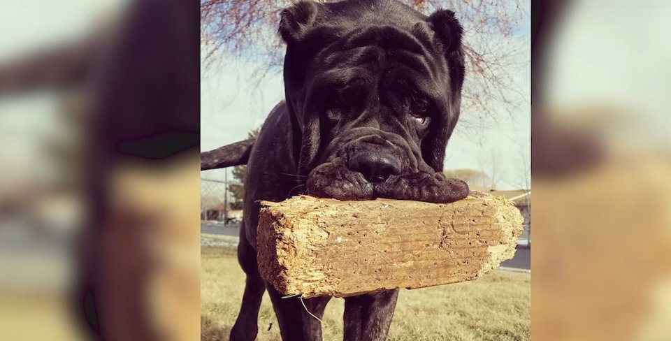 Το μεγαλύτερο κουτάβι στον κόσμο: Ζυγίζει 82 κιλά και έχει ύψος 1,80 μέτρα! [εικόνες & βίντεο] | iefimerida.gr 2