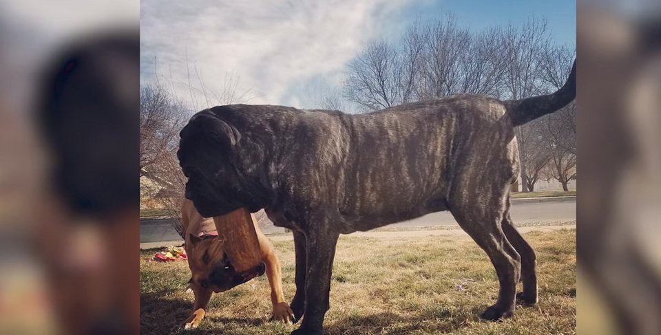 Το μεγαλύτερο κουτάβι στον κόσμο: Ζυγίζει 82 κιλά και έχει ύψος 1,80 μέτρα! [εικόνες & βίντεο] | iefimerida.gr 3