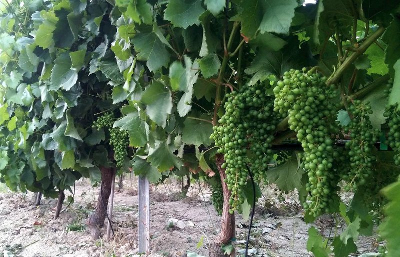 Guardian: Τήνος, ένας γαστρονομικός προορισμός που αποθεώνει το κρασί [εικόνες] | iefimerida.gr 2