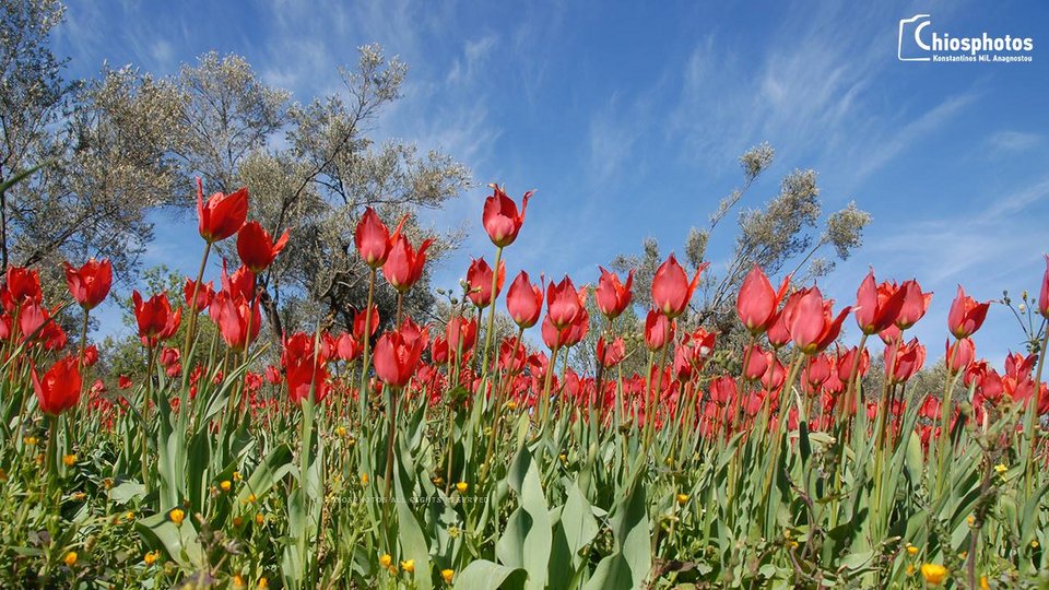 Οι μοναδικές άγριες τουλίπες της Χίου «κοκκίνισαν» το νησί [εικόνες & βίντεο] | iefimerida.gr 1
