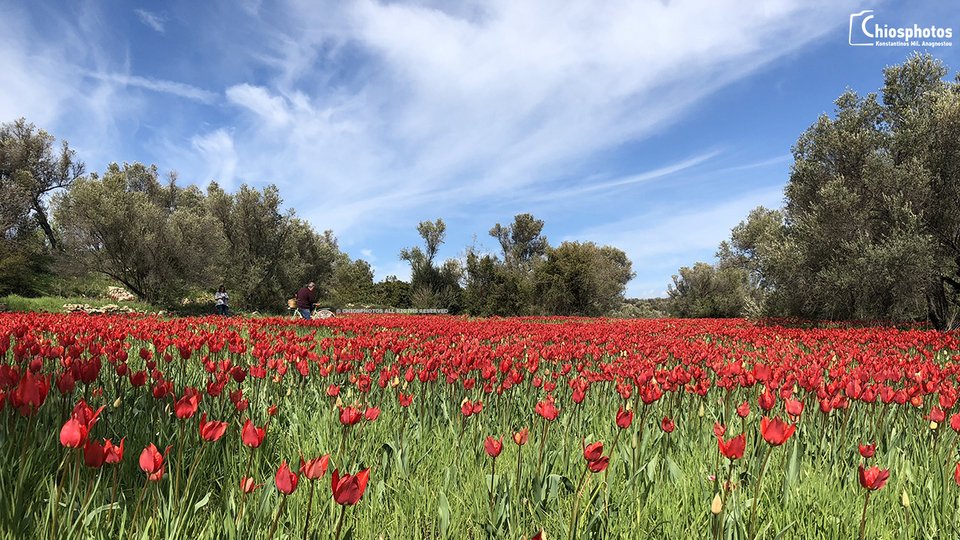 Οι μοναδικές άγριες τουλίπες της Χίου «κοκκίνισαν» το νησί [εικόνες & βίντεο] | iefimerida.gr 0