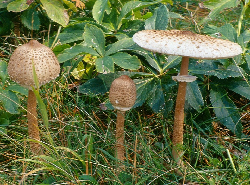 Το θαυμαστό δάσος της Ελατιάς -Με τα σπάνια μανιτάρια και τις σημύδες [εικόνες] | iefimerida.gr 4
