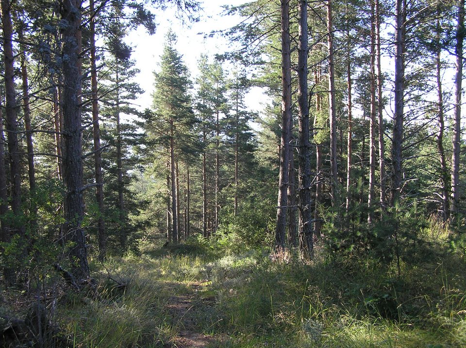 Το θαυμαστό δάσος της Ελατιάς -Με τα σπάνια μανιτάρια και τις σημύδες [εικόνες] | iefimerida.gr 3