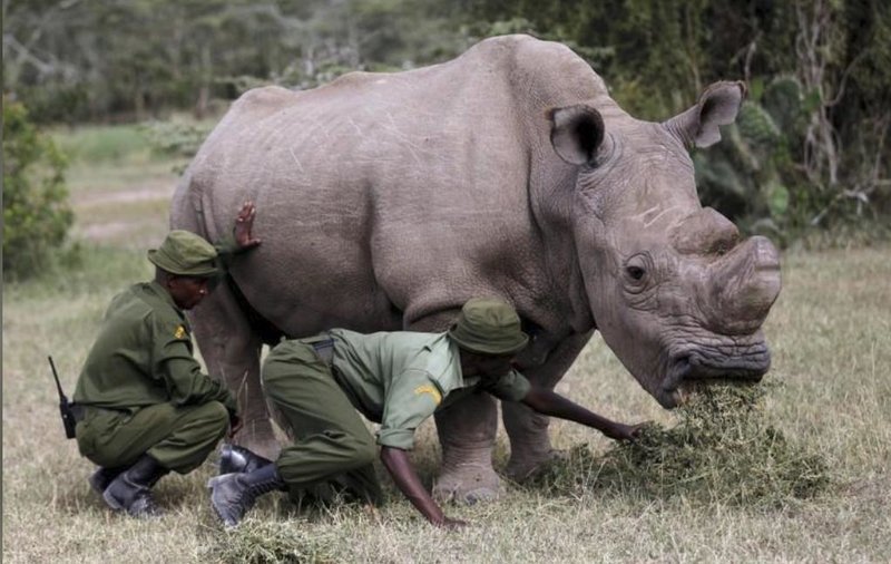 Πέθανε ο τελευταίος αρσενικός λευκός ρινόκερος [εικόνες] | iefimerida.gr 3