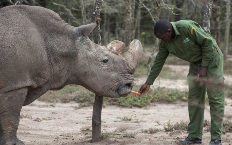 Πέθανε ο τελευταίος αρσενικός λευκός ρινόκερος [εικόνες] | iefimerida.gr 0