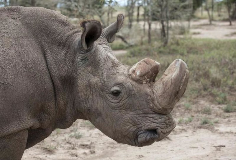 Πέθανε ο τελευταίος αρσενικός λευκός ρινόκερος [εικόνες] | iefimerida.gr 1