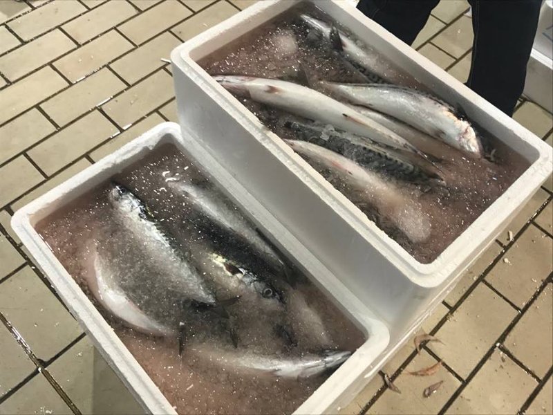 Ξημερώματα στην Ιχθυόσκαλα Κερατσινίου -Εκεί που οι σεφ βρίσκουν το πιο φρέσκο ψάρι [εικόνες & βίντεο] | iefimerida.gr 7