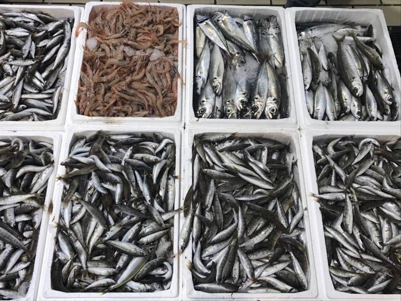 Ξημερώματα στην Ιχθυόσκαλα Κερατσινίου -Εκεί που οι σεφ βρίσκουν το πιο φρέσκο ψάρι [εικόνες & βίντεο] | iefimerida.gr 1