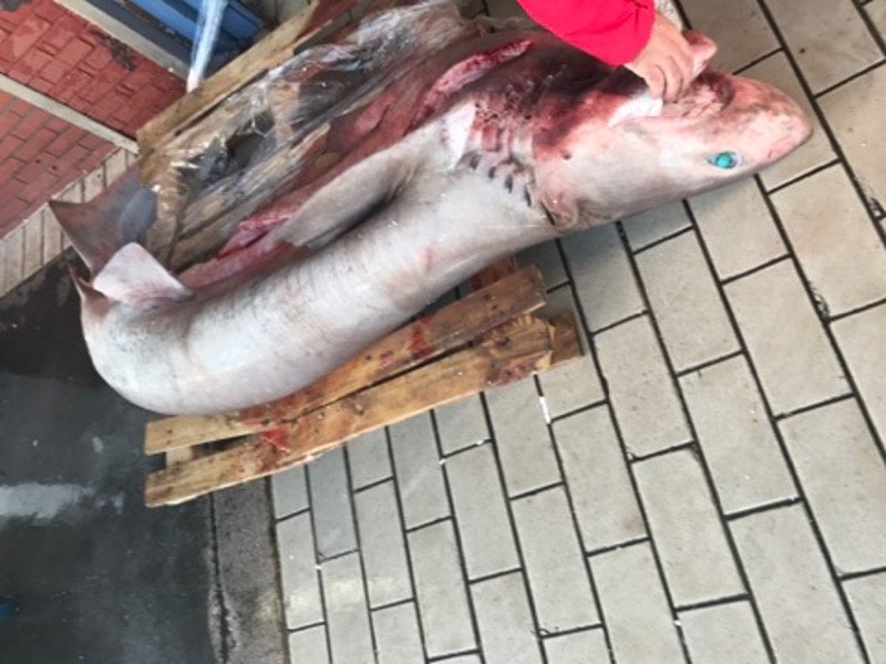 Ξημερώματα στην Ιχθυόσκαλα Κερατσινίου -Εκεί που οι σεφ βρίσκουν το πιο φρέσκο ψάρι [εικόνες & βίντεο] | iefimerida.gr 9