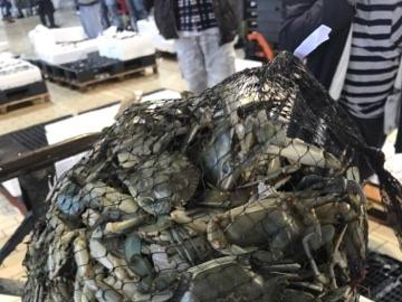 Ξημερώματα στην Ιχθυόσκαλα Κερατσινίου -Εκεί που οι σεφ βρίσκουν το πιο φρέσκο ψάρι [εικόνες & βίντεο] | iefimerida.gr 8