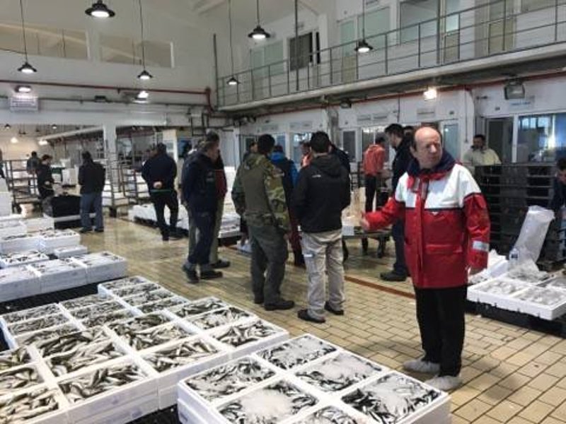 Ξημερώματα στην Ιχθυόσκαλα Κερατσινίου -Εκεί που οι σεφ βρίσκουν το πιο φρέσκο ψάρι [εικόνες & βίντεο] | iefimerida.gr 3