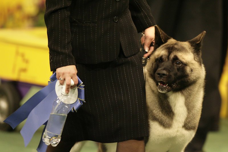 Ακίτα, η ράτσα σκύλων που κλέβει καρδιές -Σαν το Χάτσικο που περίμενε 10 χρόνια το αφεντικό του [εικόνες] | iefimerida.gr 1