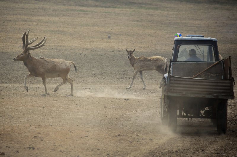 Τα σπάνια ελάφια του Δαυίδ στην Κίνα -Με πρόσωπο αλόγου και ουρά γαϊδάρου [εικόνες] | iefimerida.gr 0