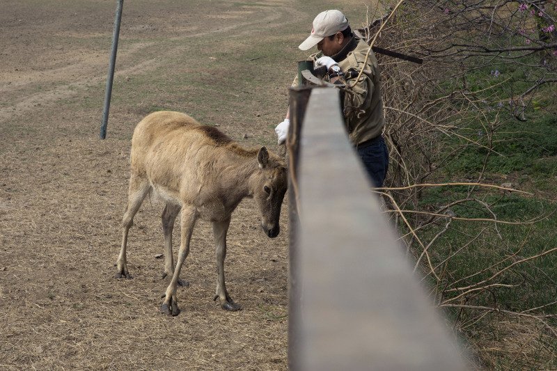 Τα σπάνια ελάφια του Δαυίδ στην Κίνα -Με πρόσωπο αλόγου και ουρά γαϊδάρου [εικόνες] | iefimerida.gr 1