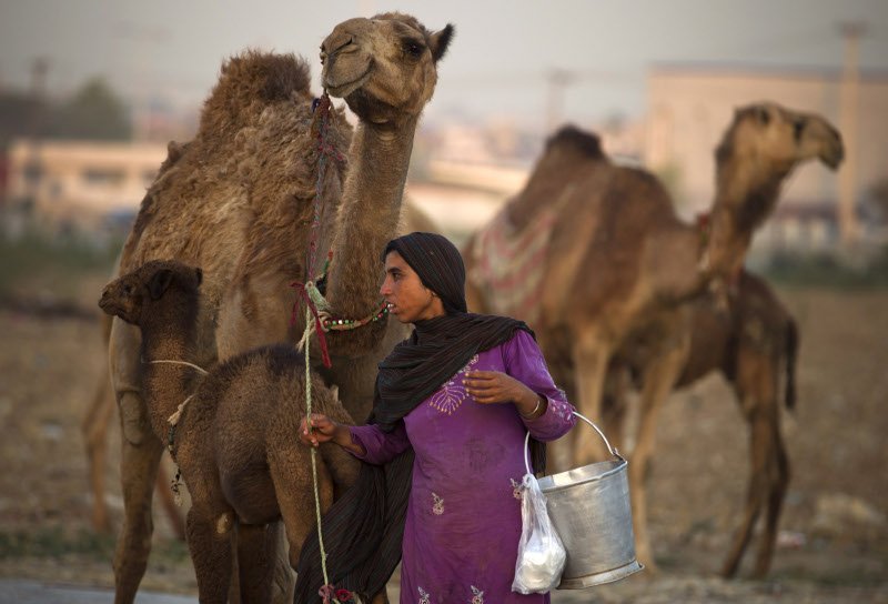 Γάλα καμήλας, μία αναπτυσσόμενη βιομηχανία [εικόνες] | iefimerida.gr 0