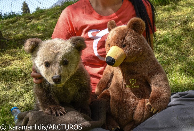 Λουίτζι το αρκουδάκι του Αρκτούρου -Tου έδωσαν το όνομα του Μπουφόν γιατί του αρέσουν οι μπάλες [εικόνες]   | iefimerida.gr 2