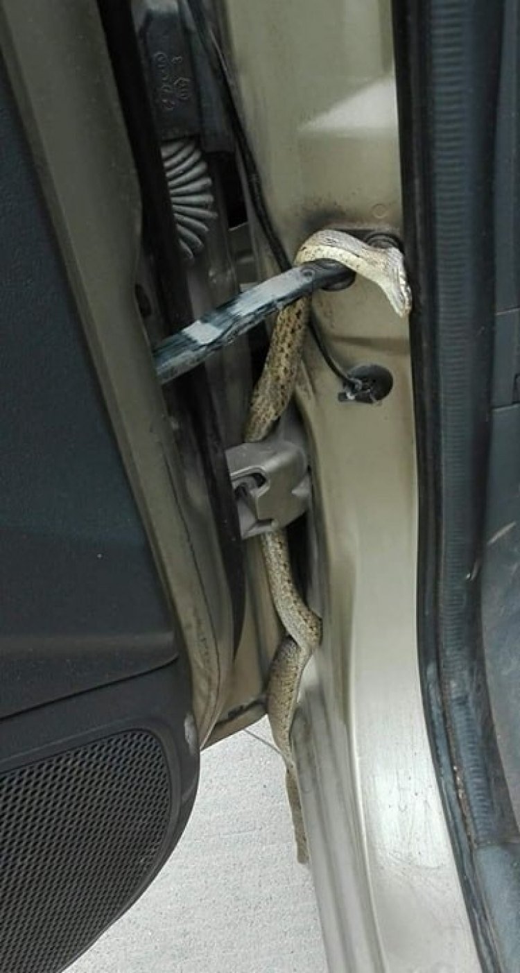 Κρήτη: Οδηγούσε και είδε ξαφνικά ένα φίδι στην πόρτα του αυτοκινήτου [εικόνα] | iefimerida.gr 0