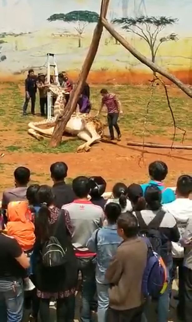 Καμηλοπάρδαλη «αυτοκτόνησε» κατά λάθος, ενώ ξυνόταν σε ένα δέντρο [βίντεο] | iefimerida.gr 0