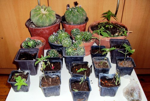 Ρέθυμνο: Συνελήφθησαν δύο άτομα για κατοχή ναρκωτικών -Τα φύτευαν σε γλάστρες και κάκτους [εικόνα] | iefimerida.gr 0