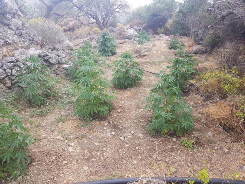 Ιεράπετρα: Αγρότες... κάνναβης - Είχαν μέχρι και αρδευτικό σύστημα | iefimerida.gr 1