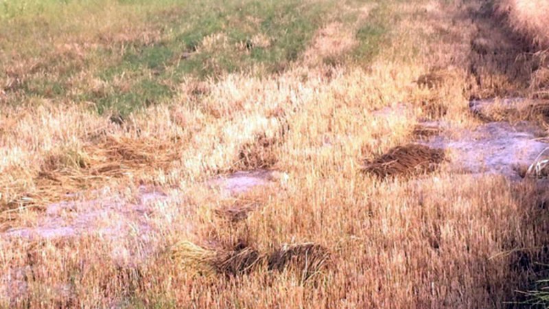 Χαλάζι και μεγάλες ζημιές στην περιοχή του Δομοκού [εικόνες & βίντεο] | iefimerida.gr 0