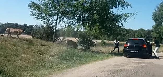 Eικόνες-σοκ: Τσιτάχ κυνηγούν Γάλλους τουρίστες σε πάρκο-σαφάρι [βίντεο]  | iefimerida.gr 0