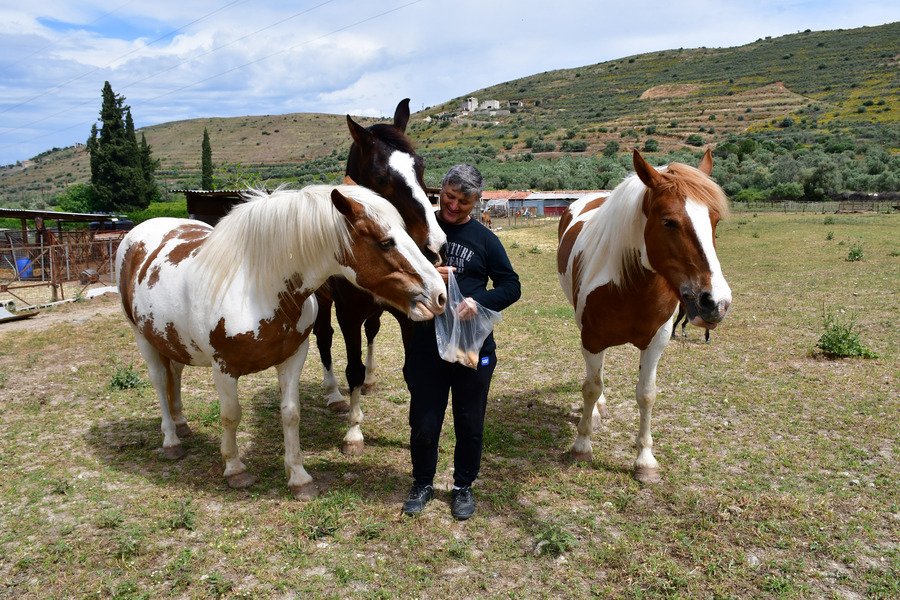 Ο γητευτής των αλόγων από το Ναύπλιο -Τα υιοθετεί και φιλοξενεί στη φάρμα του [εικόνες] | iefimerida.gr 1