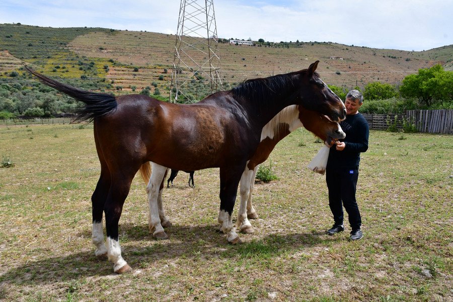 Ο γητευτής των αλόγων από το Ναύπλιο -Τα υιοθετεί και φιλοξενεί στη φάρμα του [εικόνες] | iefimerida.gr 0
