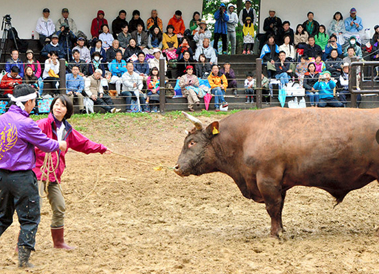 H πρώτη γυναίκα στις ταυρομαχίες της Ιαπωνίας -Μπήκε στο ρινγκ με τον ταύρο της [εικόνες] | iefimerida.gr 1
