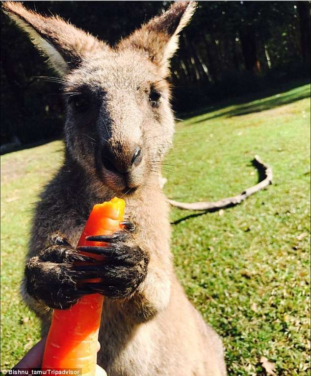 Καγκουρό επιτίθενται με κλωτσιές σε τουρίστες στην Αυστραλία [εικόνες] | iefimerida.gr 8