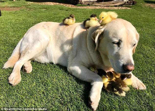 Αξιολάτρευτο: Λαμπραντόρ υιοθετεί 9 μικρά παπάκια που έχασαν τη μητέρα τους [εικόνες] | iefimerida.gr 6