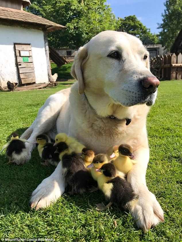 Αξιολάτρευτο: Λαμπραντόρ υιοθετεί 9 μικρά παπάκια που έχασαν τη μητέρα τους [εικόνες] | iefimerida.gr 5