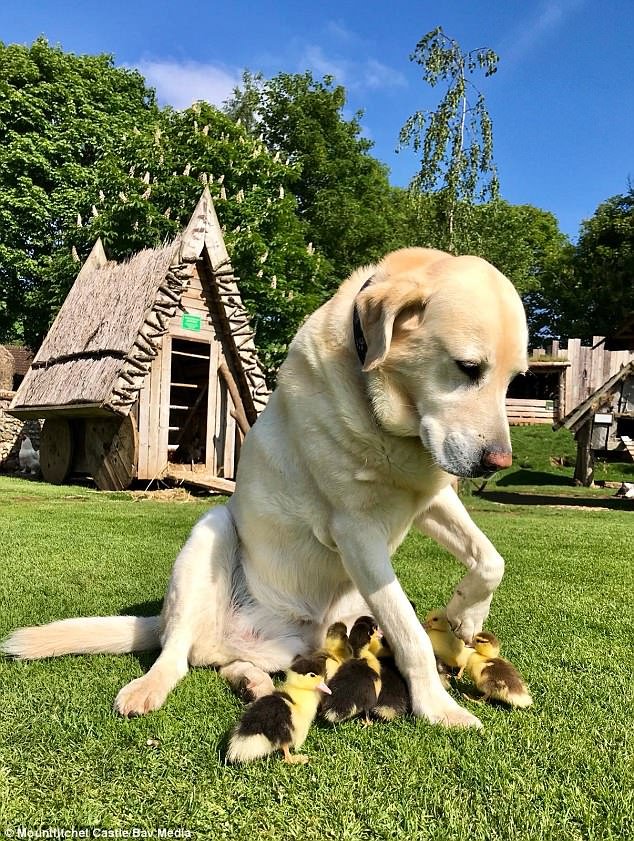 Αξιολάτρευτο: Λαμπραντόρ υιοθετεί 9 μικρά παπάκια που έχασαν τη μητέρα τους [εικόνες] | iefimerida.gr 3