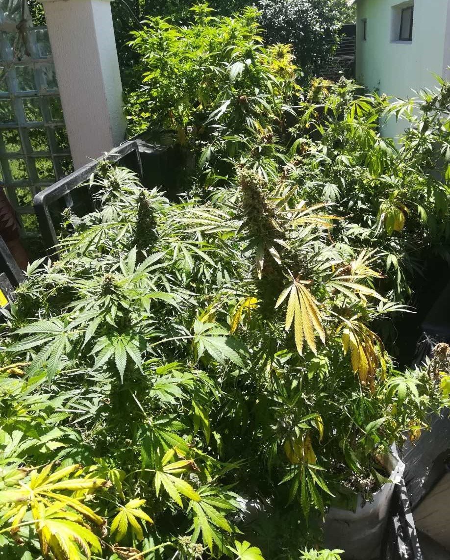 Είχε στήσει εργαστήρια αναβολικών και καλλιέργειας υδροπονικής κάνναβης στο σπίτι του [εικόνες] | iefimerida.gr 0