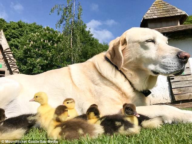 Αξιολάτρευτο: Λαμπραντόρ υιοθετεί 9 μικρά παπάκια που έχασαν τη μητέρα τους [εικόνες] | iefimerida.gr 4