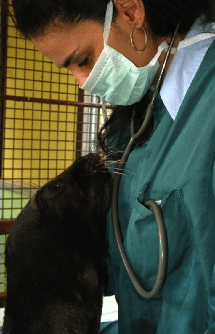 Dr. Αναστασία Κομνηνού: Η χειρουργός που σώζει εξωτικά και άγρια ζώα [εικόνες]  | iefimerida.gr 0