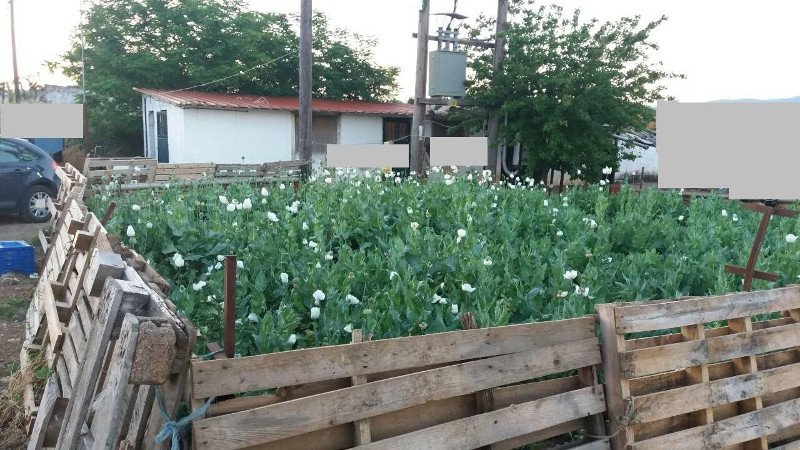 Αυτή είναι η φυτεία με το όπιο στην Βοιωτία- Την καλλιεργούσαν Ινδοί | iefimerida.gr 0
