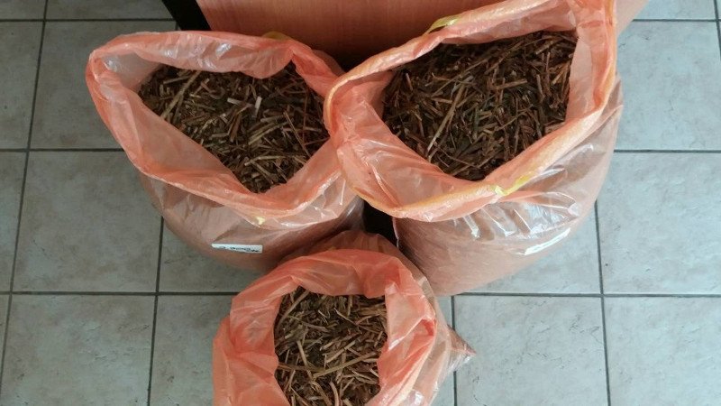 Αυτή είναι η φυτεία με το όπιο στην Βοιωτία- Την καλλιεργούσαν Ινδοί | iefimerida.gr 3