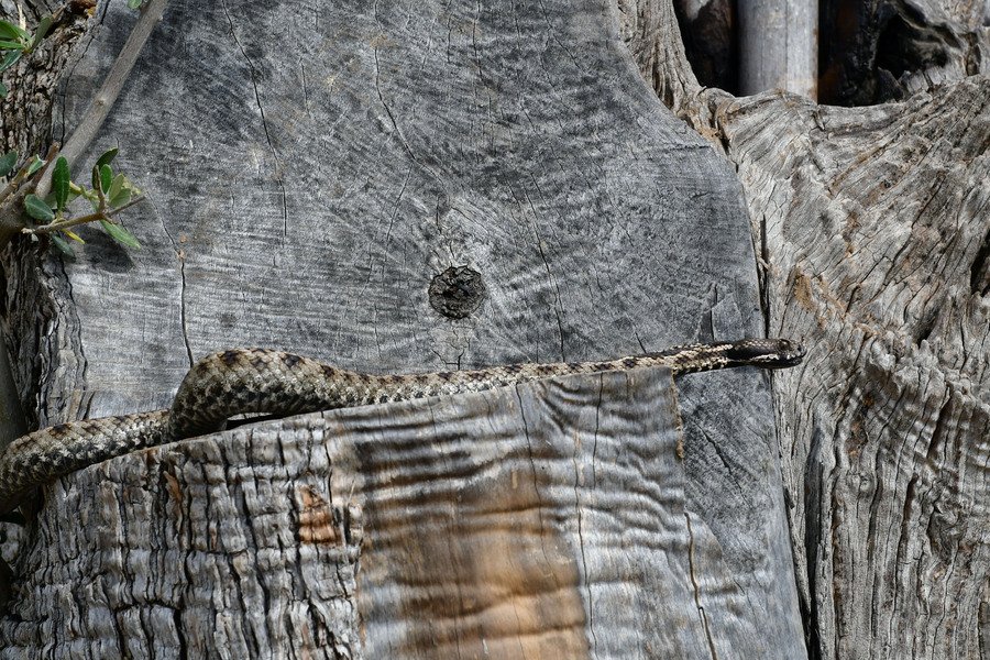 Αγρότης πιάνει με τα χέρια του οχιά στο Ναύπλιο [εικόνες] | iefimerida.gr 1