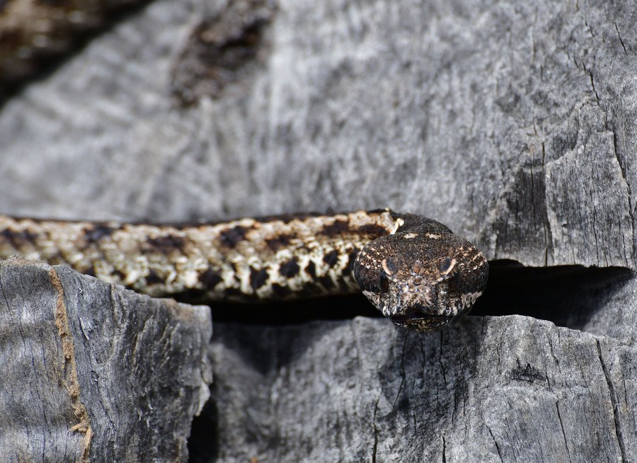 Αγρότης πιάνει με τα χέρια του οχιά στο Ναύπλιο [εικόνες] | iefimerida.gr 0
