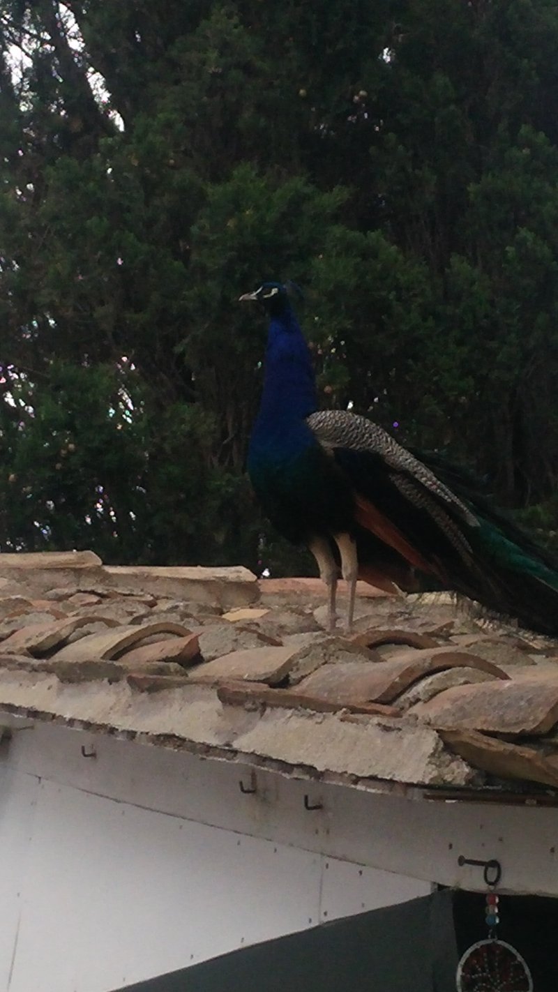 Ποντικονήσι: Το αγαπημένο νησί της πριγκίπισσας Σίσυ με τον μοναδικό κάτοικο, τον Κάιζερ [εικόνες]  | iefimerida.gr 3