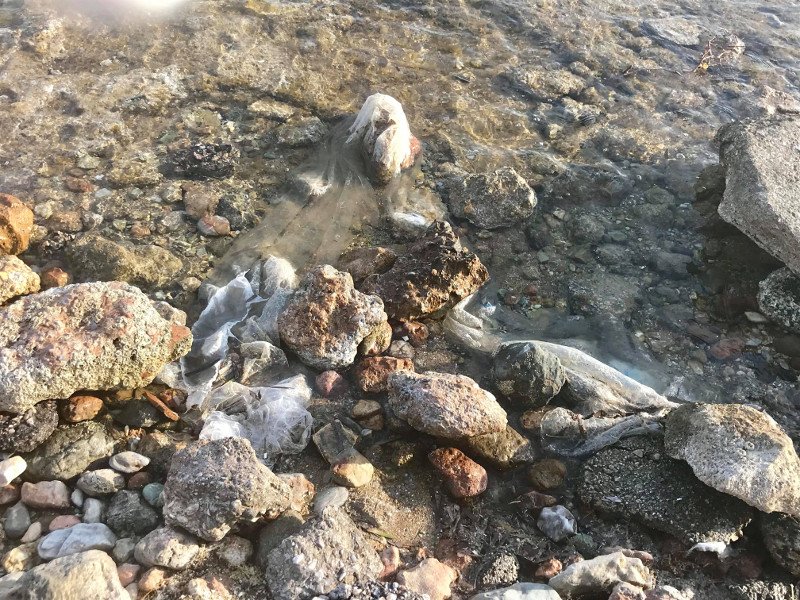 Παραλίες γεμάτες σκουπίδια στη Βούλα -Λίγα μέτρα από τις πλαζ και το δημαρχείο [εικόνες & βίντεο] | iefimerida.gr 1