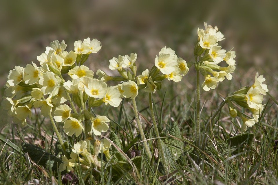 primula veris