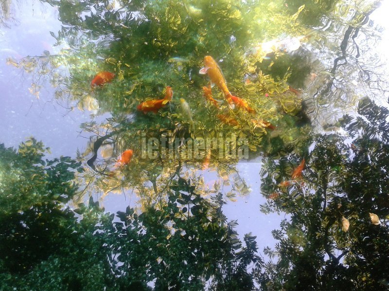 Τα νερά στον Εθνικό Κήπο από τις πηγές του Ιλισού