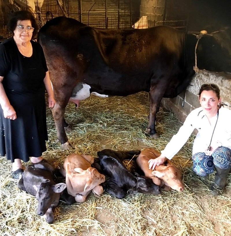 Δεν έχει ξανασυμβεί στην Ελλάδα- Αγελάδα γέννησε... τετράδυμα στην Ανδρο [εικόνες] | iefimerida.gr 1