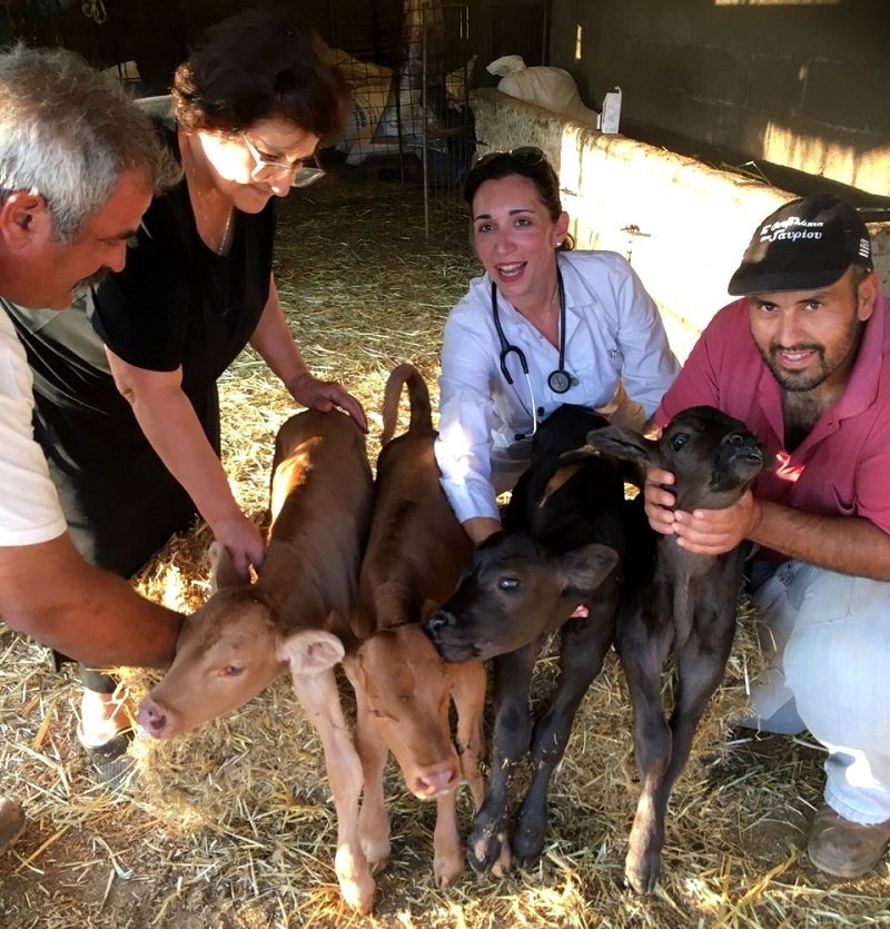 Δεν έχει ξανασυμβεί στην Ελλάδα- Αγελάδα γέννησε... τετράδυμα στην Ανδρο [εικόνες] | iefimerida.gr 2
