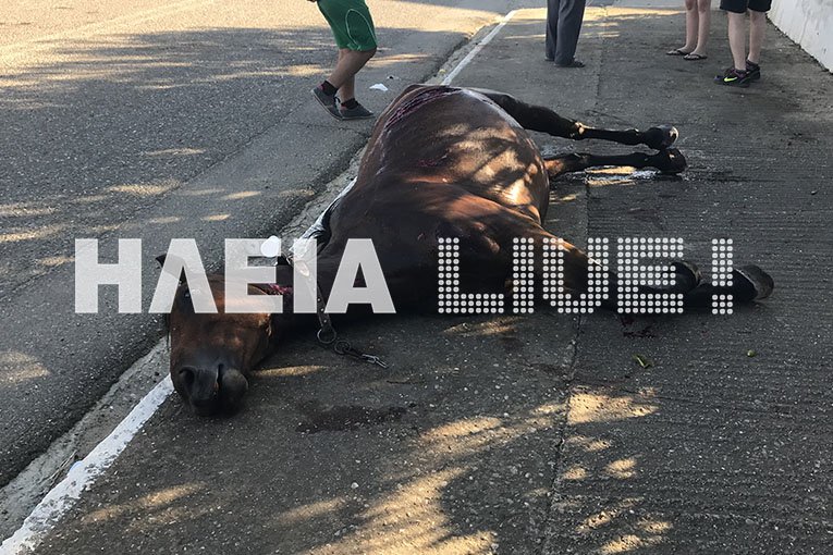 Σοβαρό τροχαίο με άλογο στην Ηλεία- Στο νοσοκομείο η έγκυος οδηγός [εικόνες] | iefimerida.gr 2