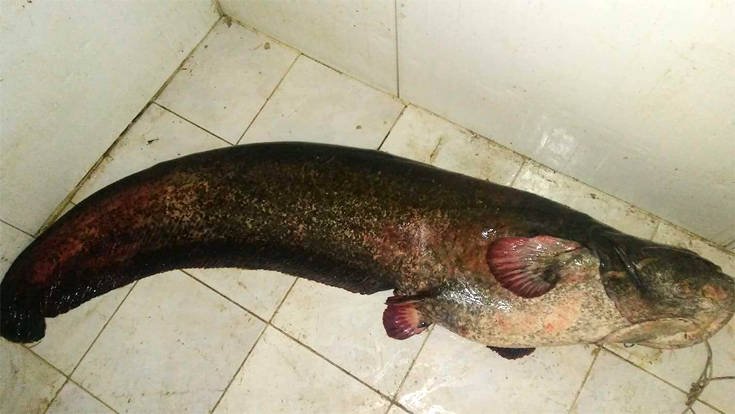 Τεράστια ψαριά: Εβγαλαν γουλιανό 84 κιλών από λίμνη στην Κοζάνη [εικόνες] | iefimerida.gr 2