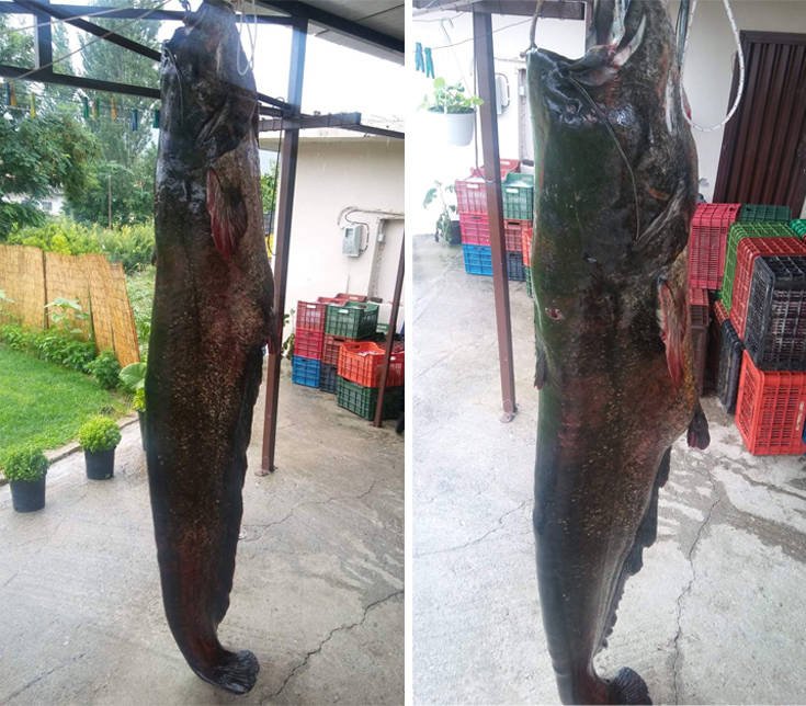 Τεράστια ψαριά: Εβγαλαν γουλιανό 84 κιλών από λίμνη στην Κοζάνη [εικόνες] | iefimerida.gr 1