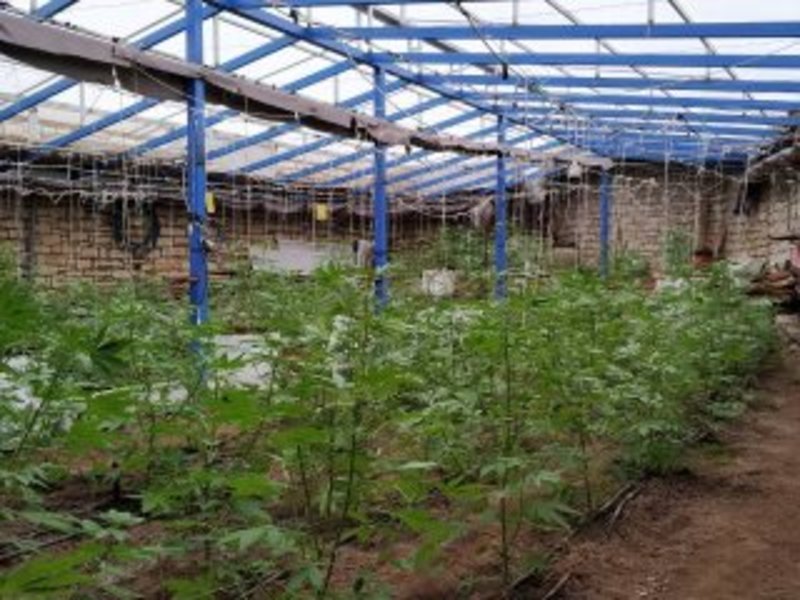 Κρήτη: Σύλληψη τεσσάρων Ελλήνων για καλλιέργεια και διακίνηση κάνναβης [εικόνες] | iefimerida.gr 1